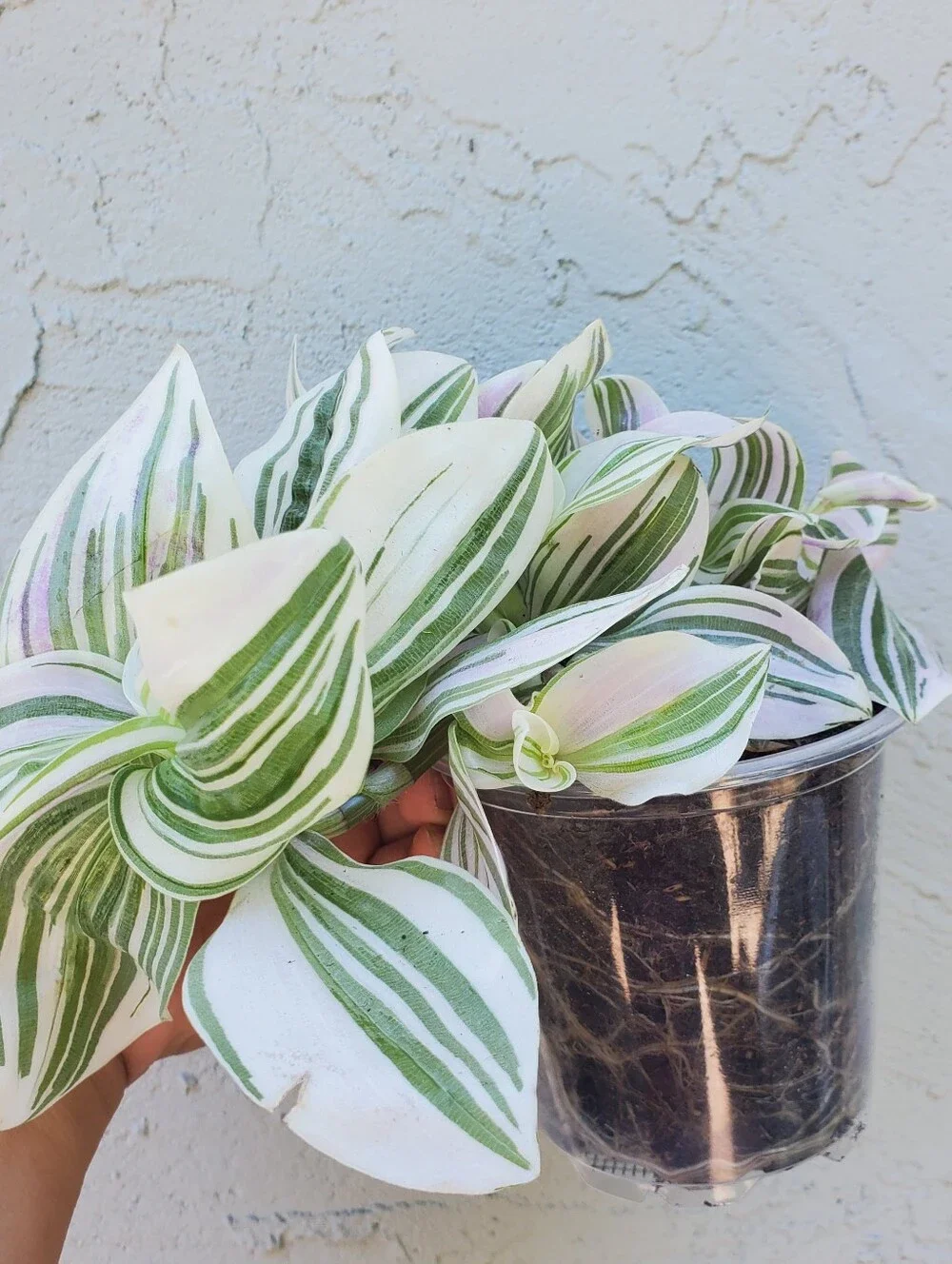 Tradescantia "FEELING DREAMY"  In 3.5" Planter AKA Tradescantia Unicorn - Picture 4 of 5